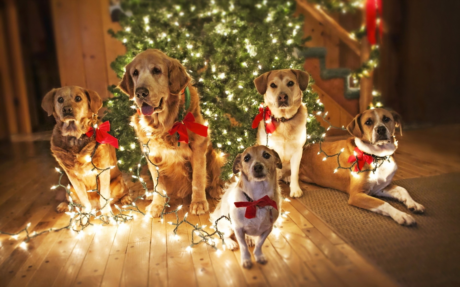 dogs dog canine puppy pet cute christmas retriever mammal little portrait toy animal sit friendship funny fun golden retriever cute dogs funny background christmas lights