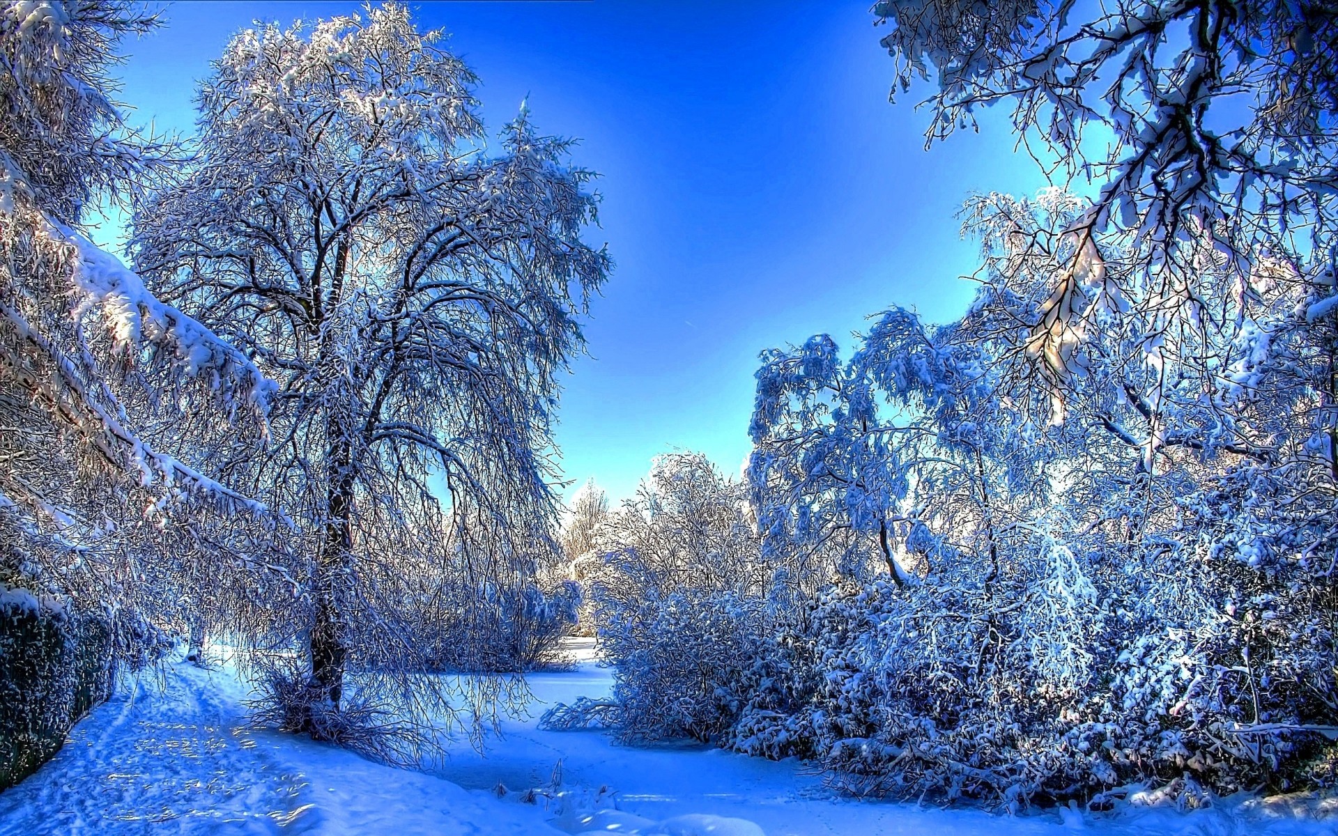 paysage hiver neige arbre gel froid saison paysage bois congelés nature branche scénique glace givré paysages neige-blanc scène aube météo glacial fond arbres congelés