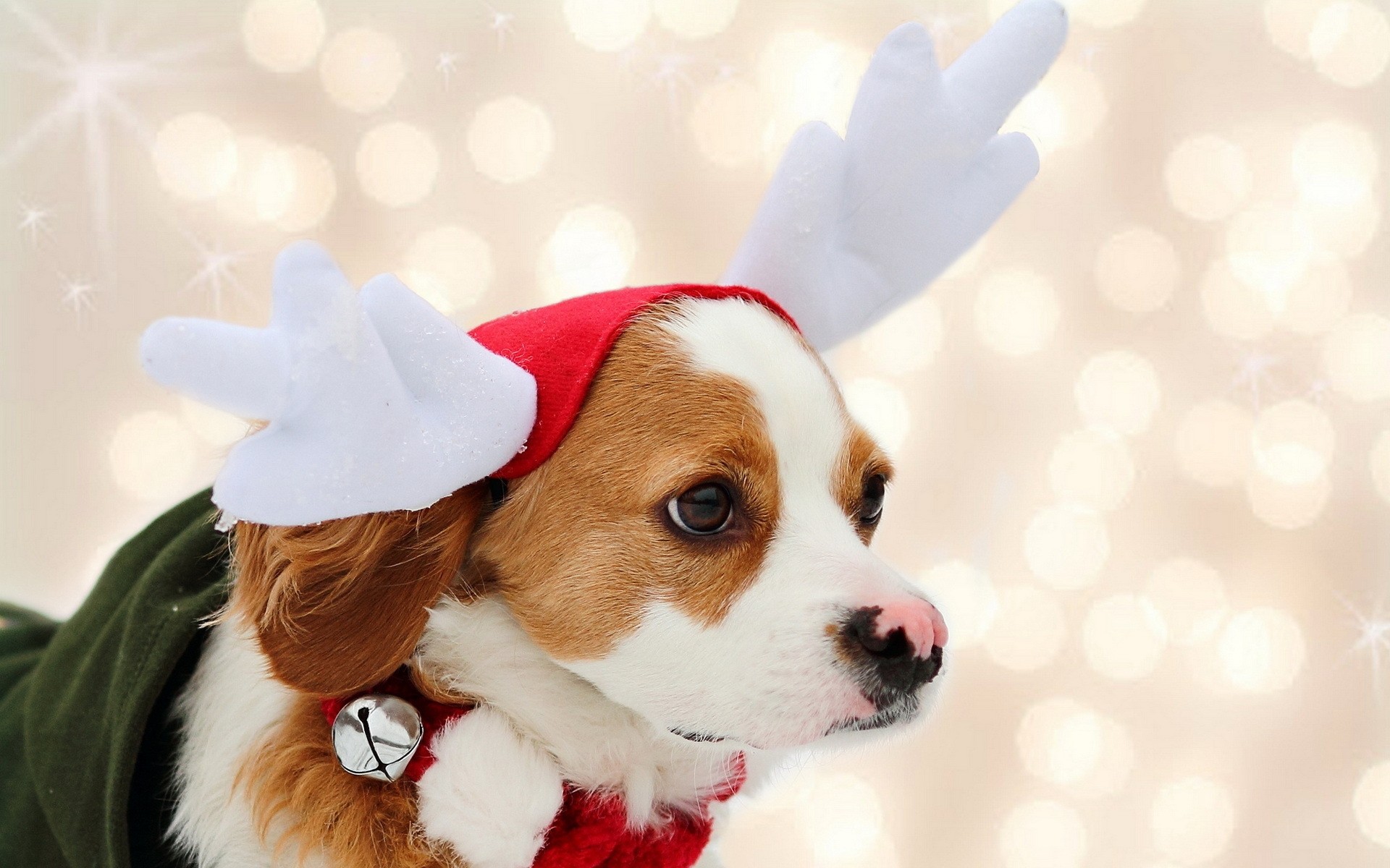 perros perro lindo mascota perro mamífero cachorro animal divertido pequeño piel navidad retrato sentarse adorable perrito lindo perrito de santa fondo