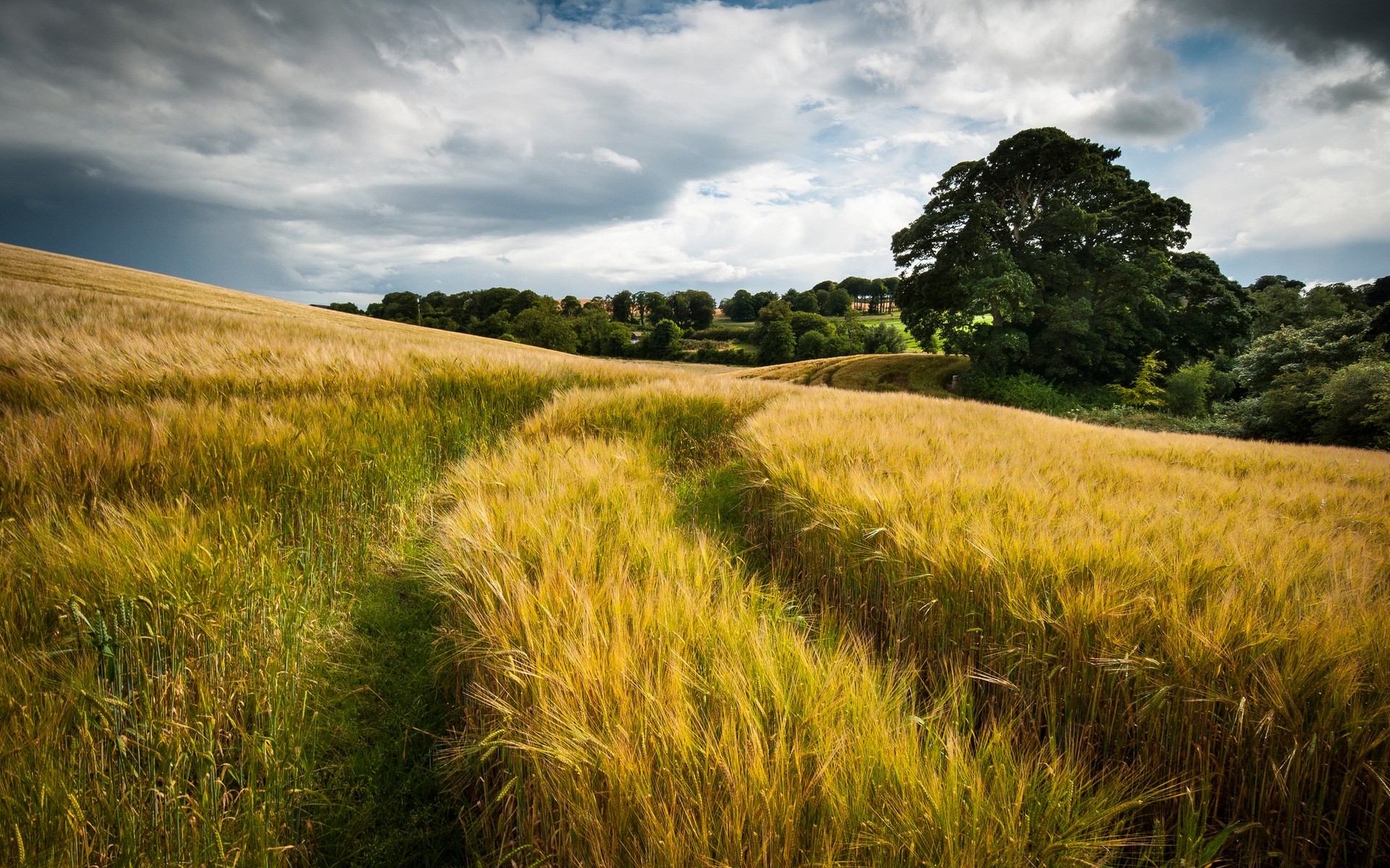 landscapes landscape field wheat cereal rural sky nature pasture agriculture countryside farm grass crop sun outdoors country corn cropland sunset trees grains