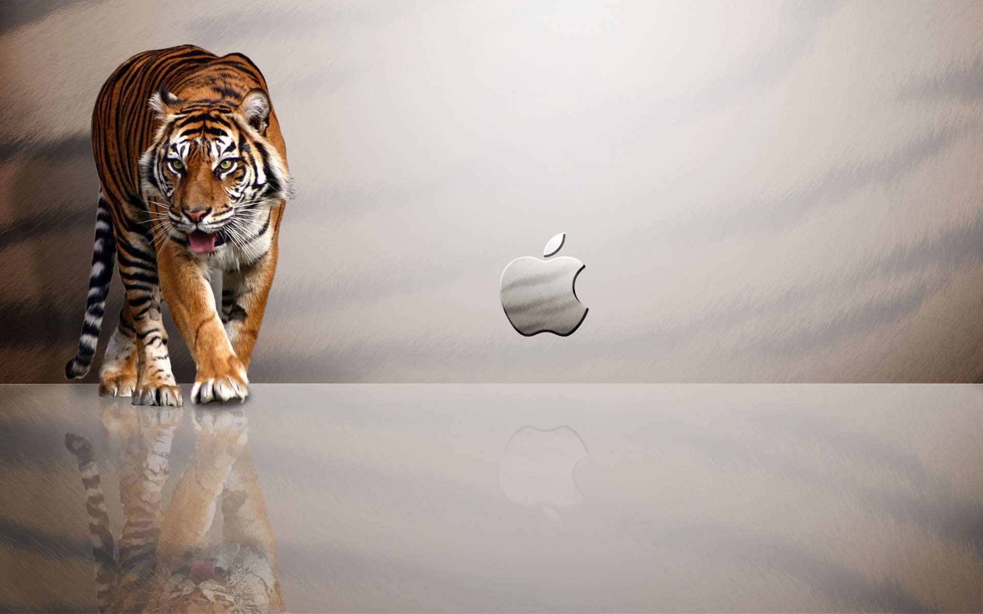 apple mammifère portrait animal chat faune un pommier sauvage pomme drôle fond logo apple logo apple