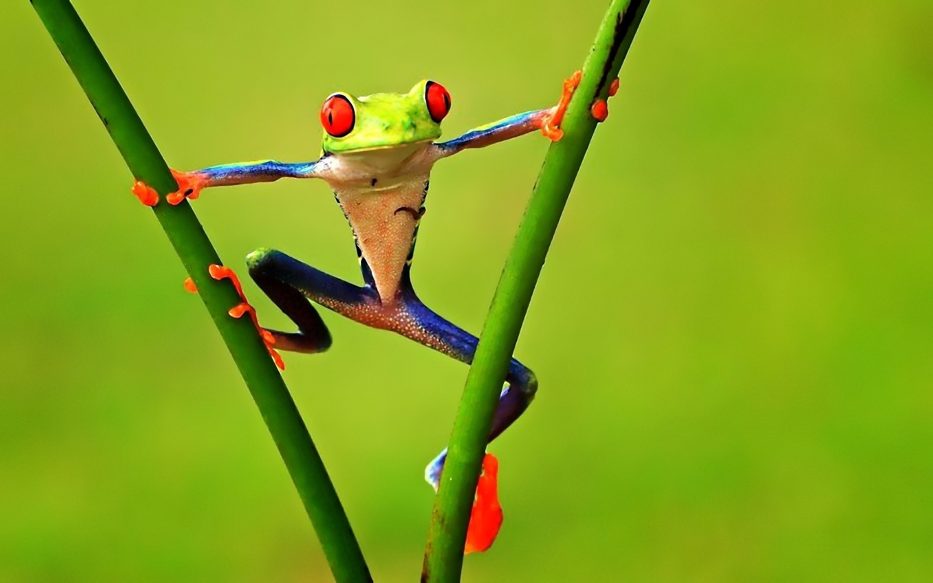 tiere insekt tierwelt natur blatt im freien tier frosch flora wirbellose regen lustig foto frosch hallo res