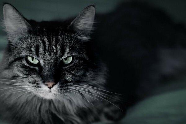 Portrait des yeux de chat pour animaux de compagnie