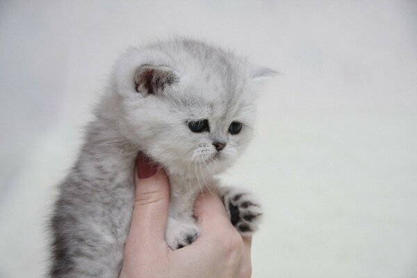 Chat triste dans les mains d une fille