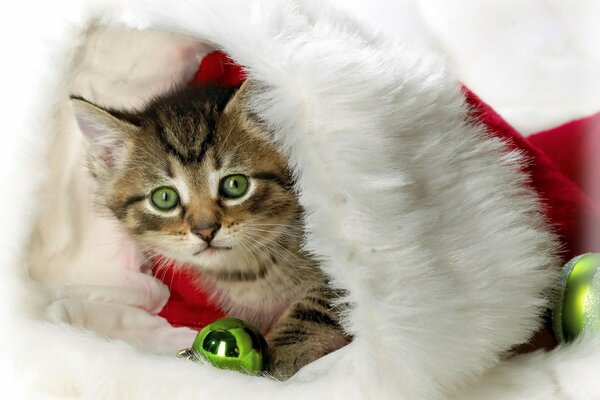 Gatito lindo pequeño de ojos verdes