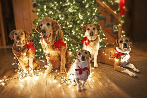 Perros envueltos en guirnaldas cerca del árbol de Navidad