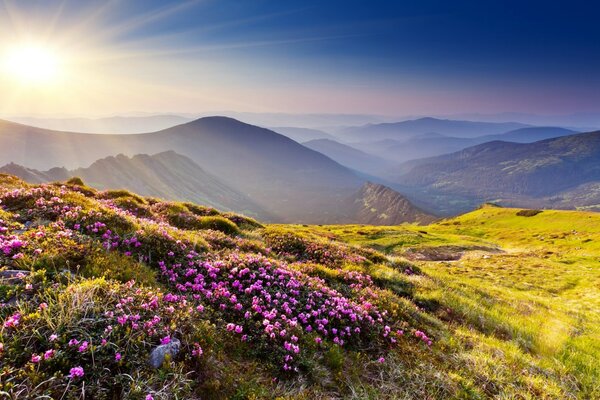 Alba di montagna sul campo di lavanda