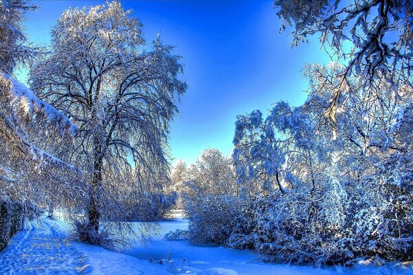 Winterwald und blauer Himmel