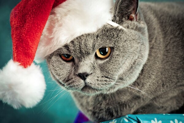 Gato gordo con sombrero de año nuevo