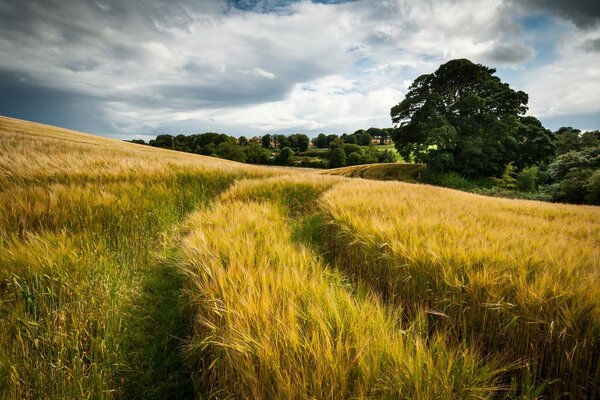 Paesaggio campo di grano