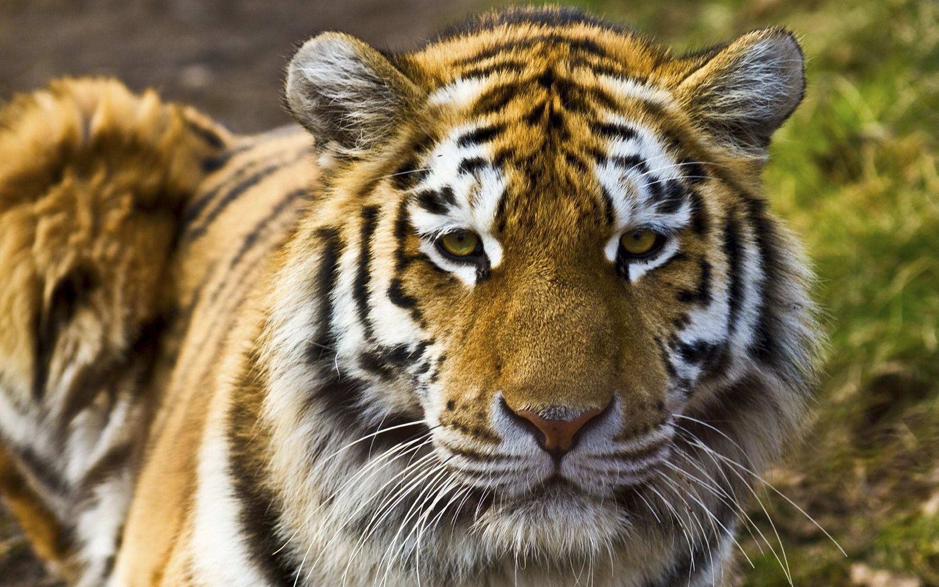 tiger tierwelt tier katze tiger säugetier wild safari raubtier zoo dschungel pelz jäger natur fleischesser groß jagd