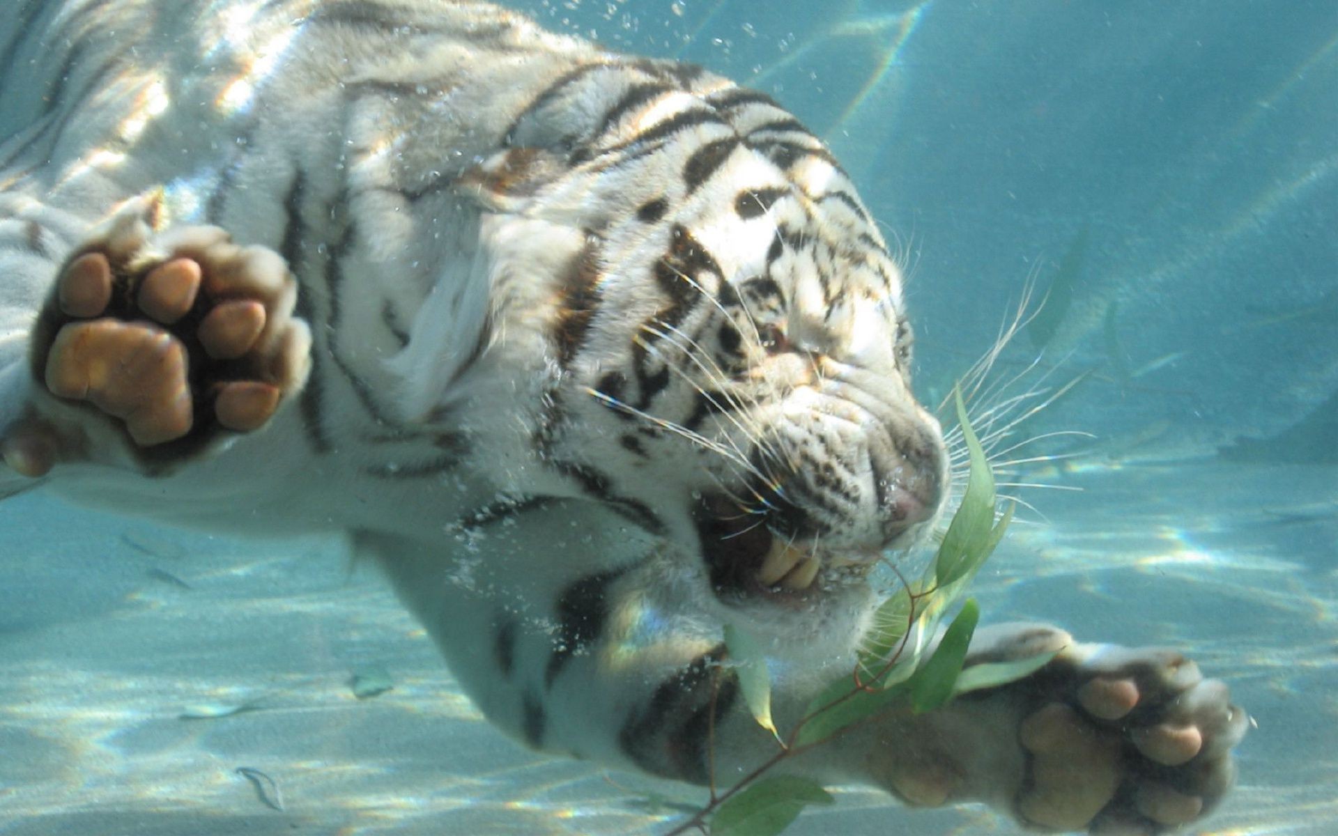 tigres debaixo d água oceano água mar natureza natação tropical fuzileiro naval vida selvagem peixes animal turquesa