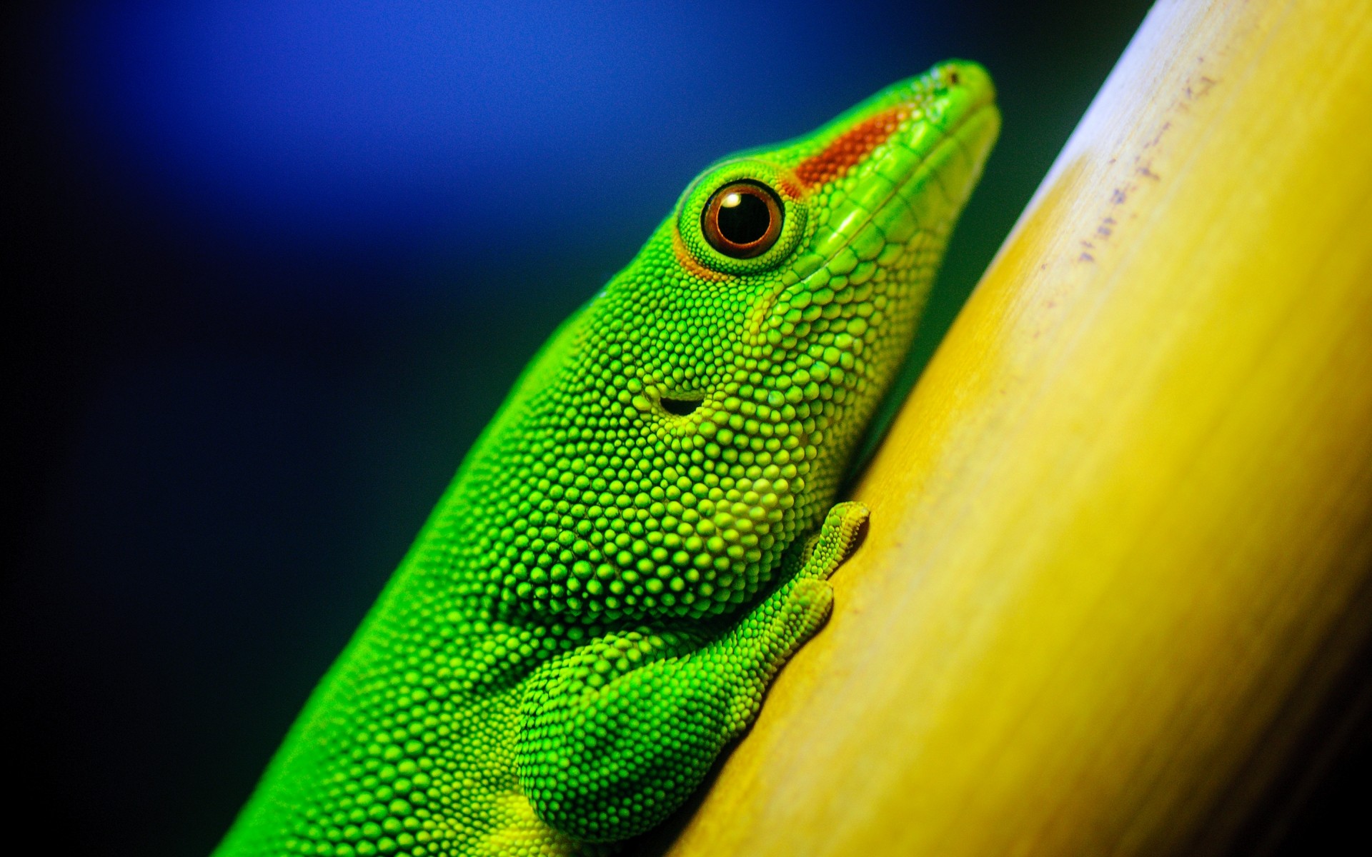 répteis e rãs lagarto lagarto vida selvagem natureza um