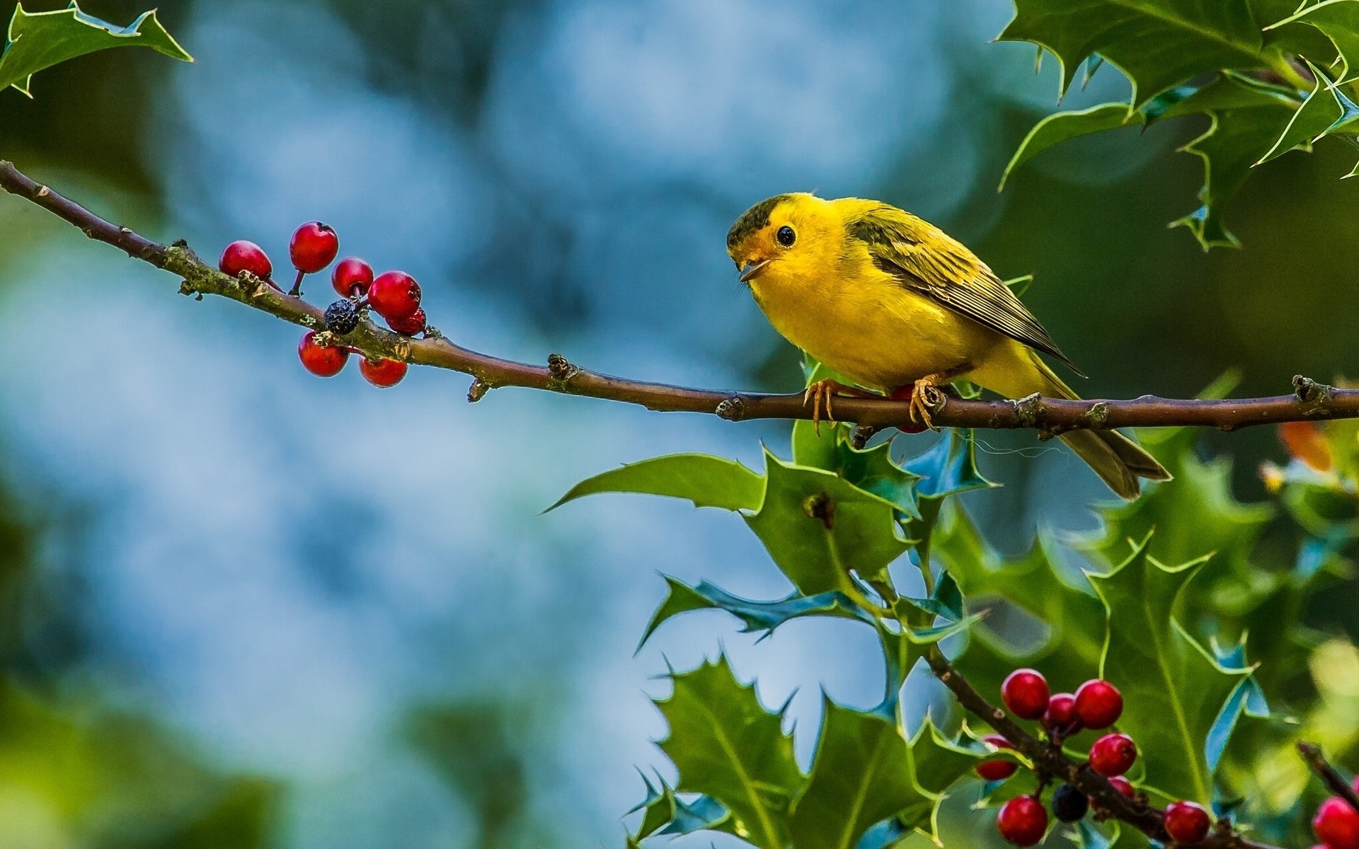 uccelli all aperto uccello natura albero foglia fauna selvatica piccolo frutta ramo uccelli carini rami sfondo