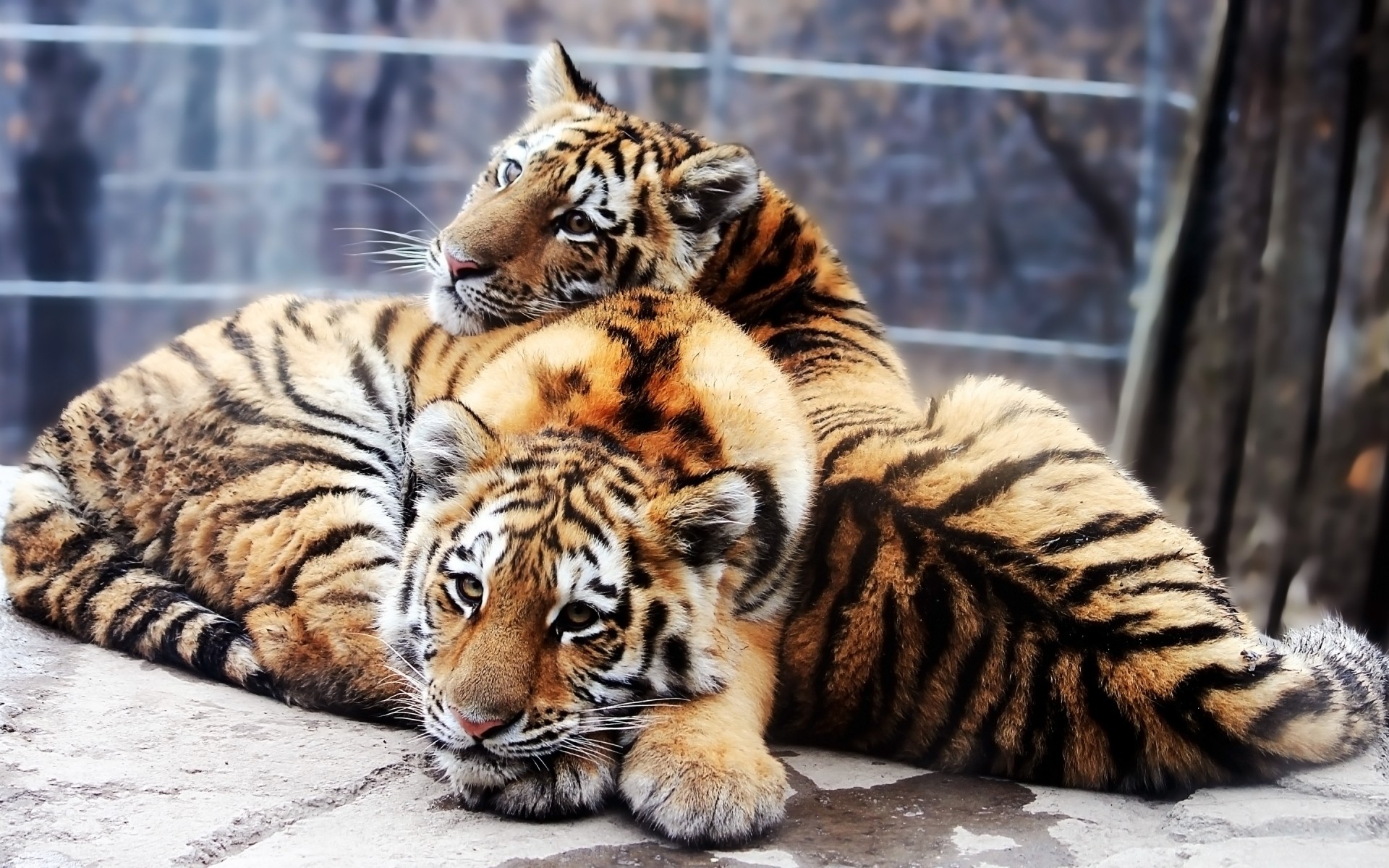 animals cat tiger mammal wildlife animal zoo fur predator carnivore hunter siberian portrait stripe wild jungle aggression angry danger tigress staring