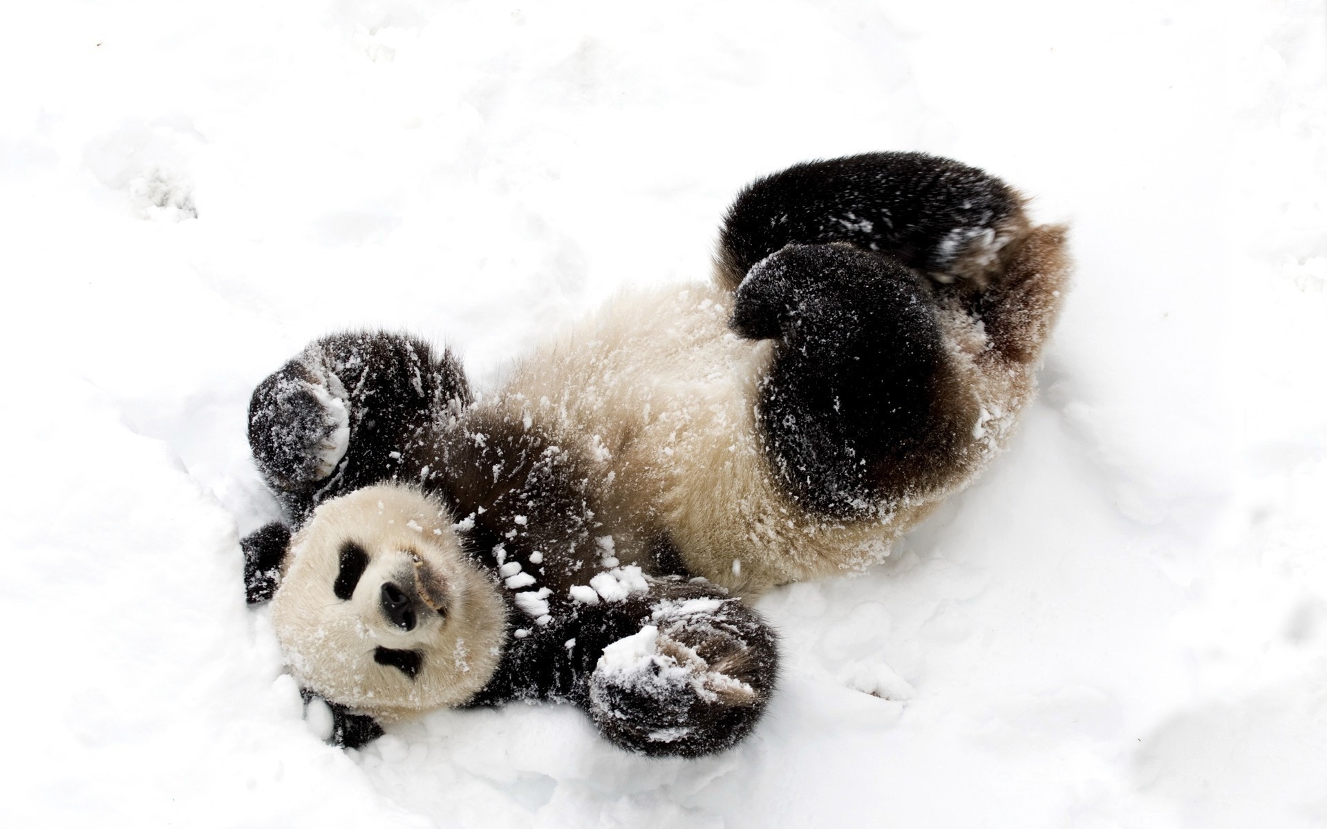 zwierzęta mało śnieg zima pulpit zbliżenie panda niedźwiedź dziecko panda