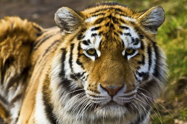 Sad tiger in nature