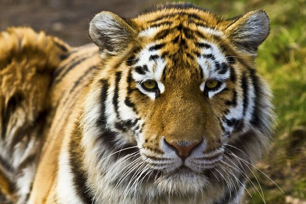 Tigre triste in natura