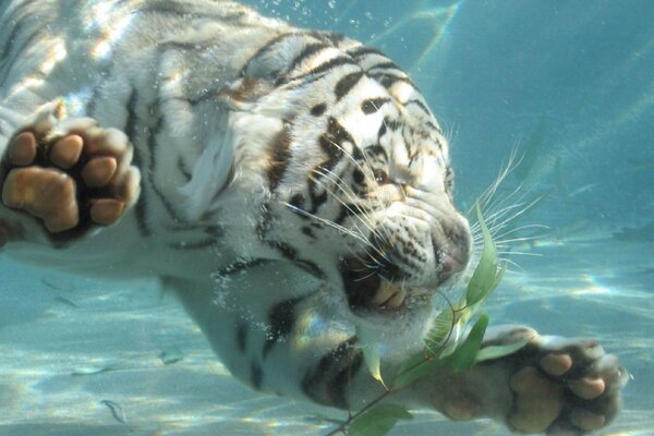 A small white tiger cub dived into the water