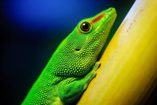 A green mammal crawling up