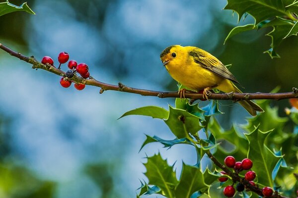 Pájaro amarillo en una rama con bayas rojas