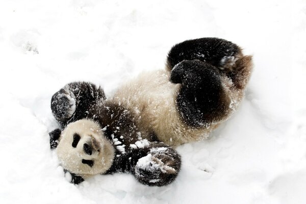 Netter Panda freut sich über den Schnee