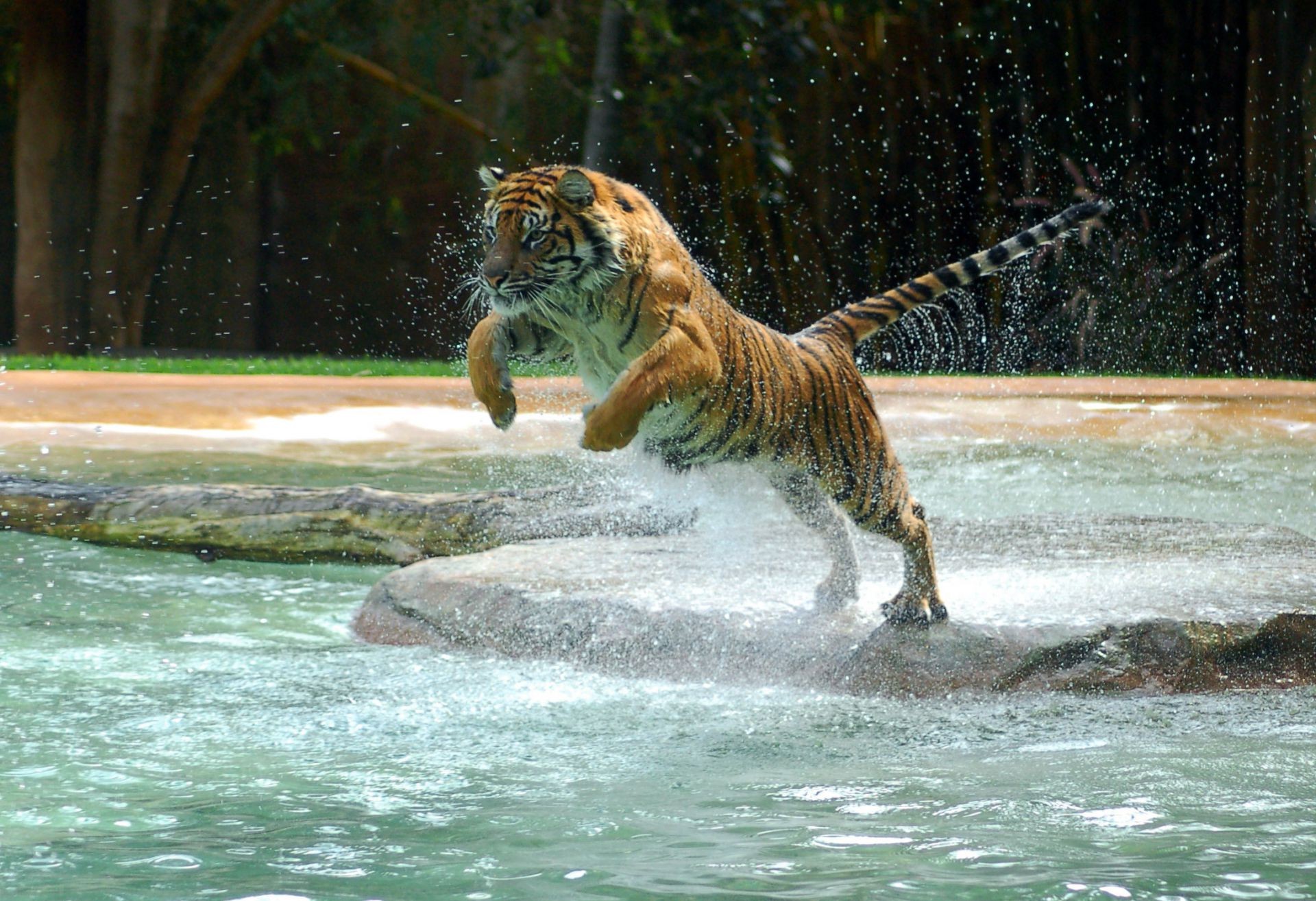 tiger wasser tierwelt natur säugetier wild gefahr groß raubtier tier im freien zoo tiger bewegung katze schwimmen aggression fluss macht