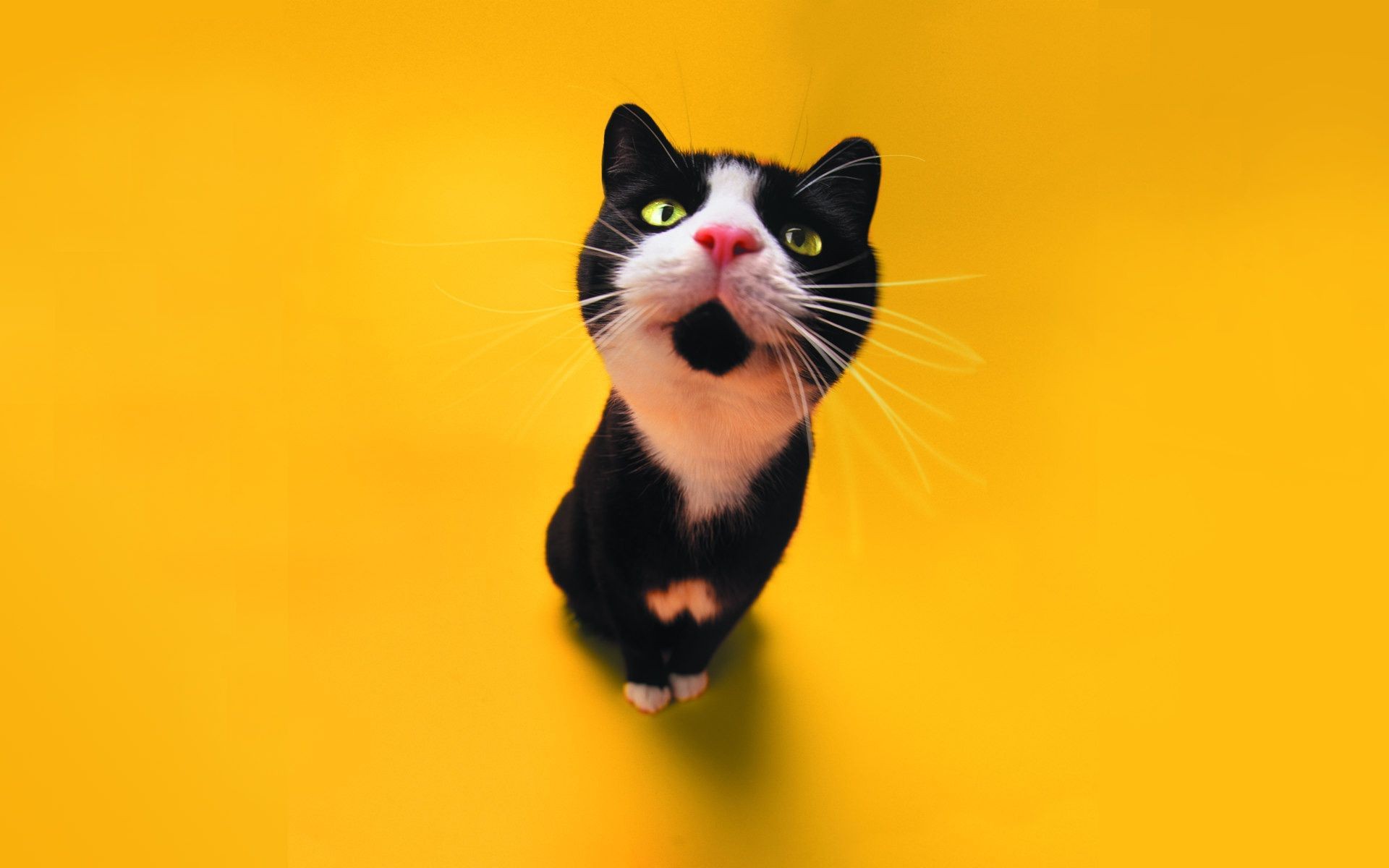 cats cat cute animal pet kitten eye mammal portrait