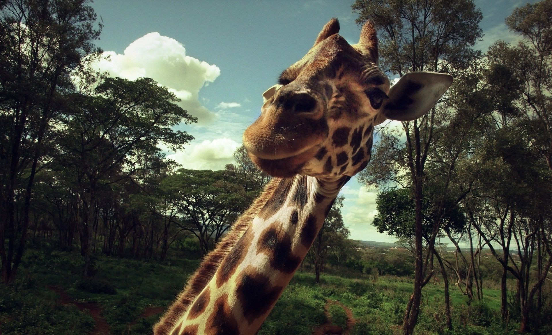 giraffen giraffe säugetier natur tierwelt safari tier wild savanne hals hoch zoo lange im freien