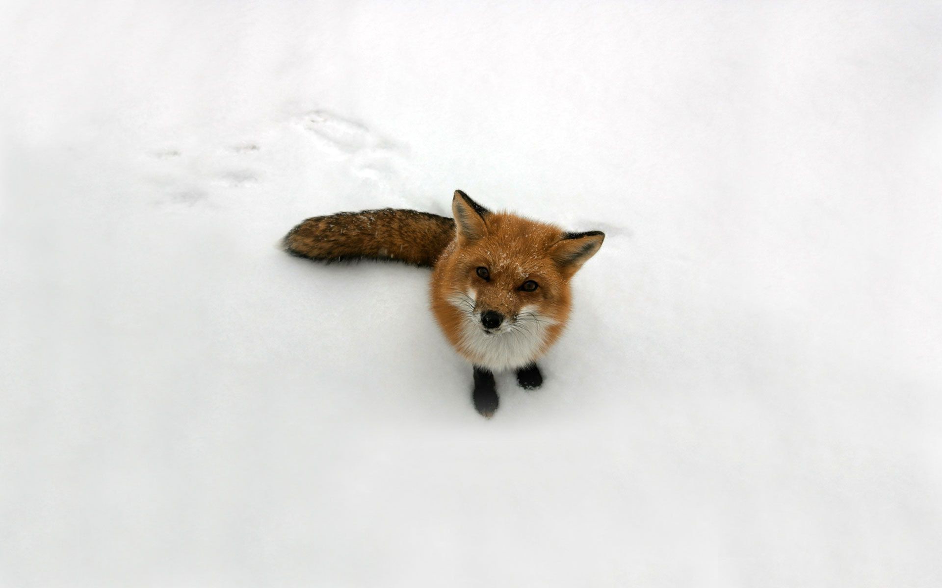 volpe mammifero carino singolo gatto animale ritratto neve animale domestico piccolo inverno pelliccia cane