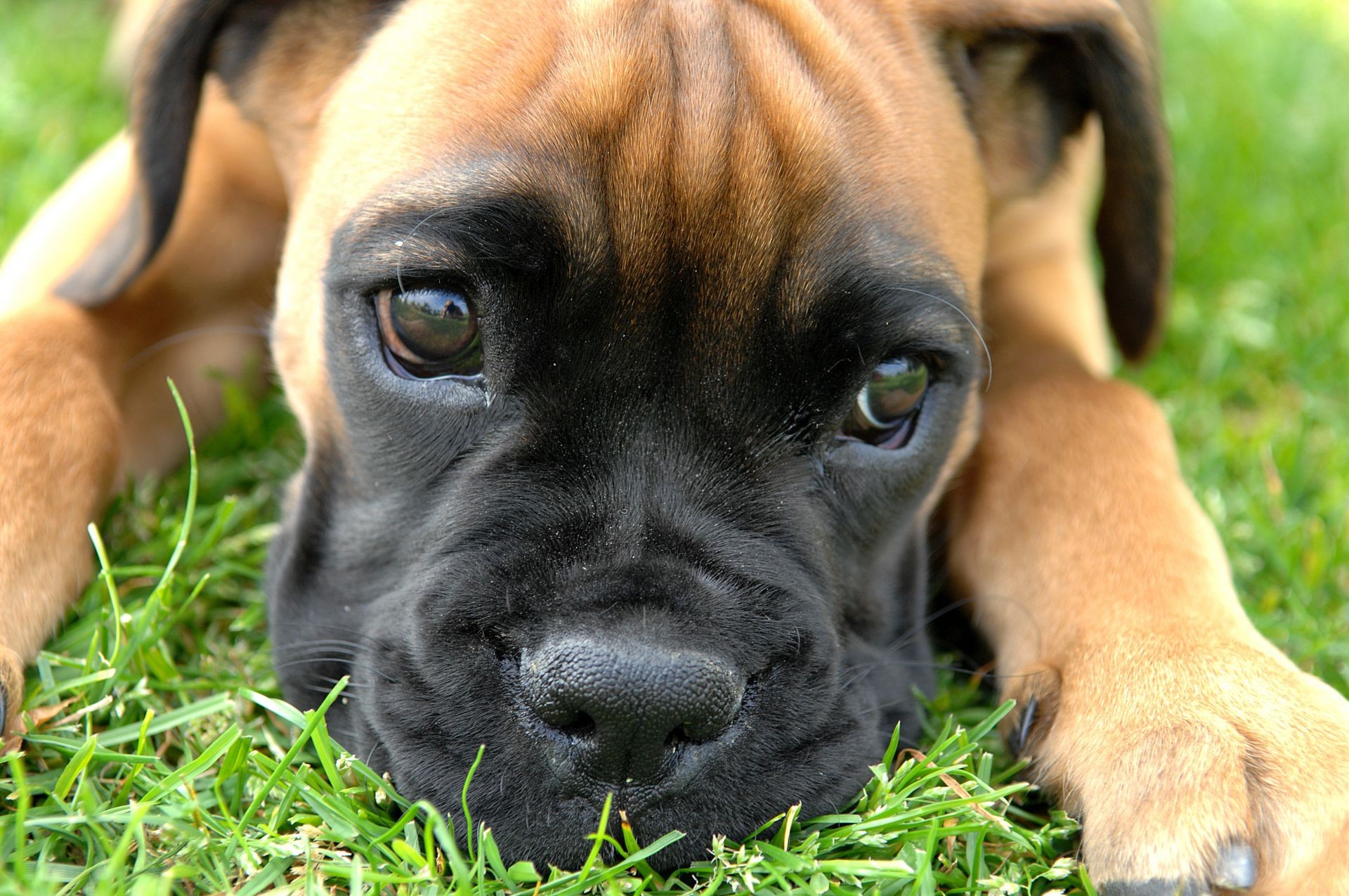 cani cane canino animale domestico cucciolo carino animale purosangue erba razza mammifero pedigree ritratto domestico adorabile giovane poco obbedienza boxer segugio pelliccia