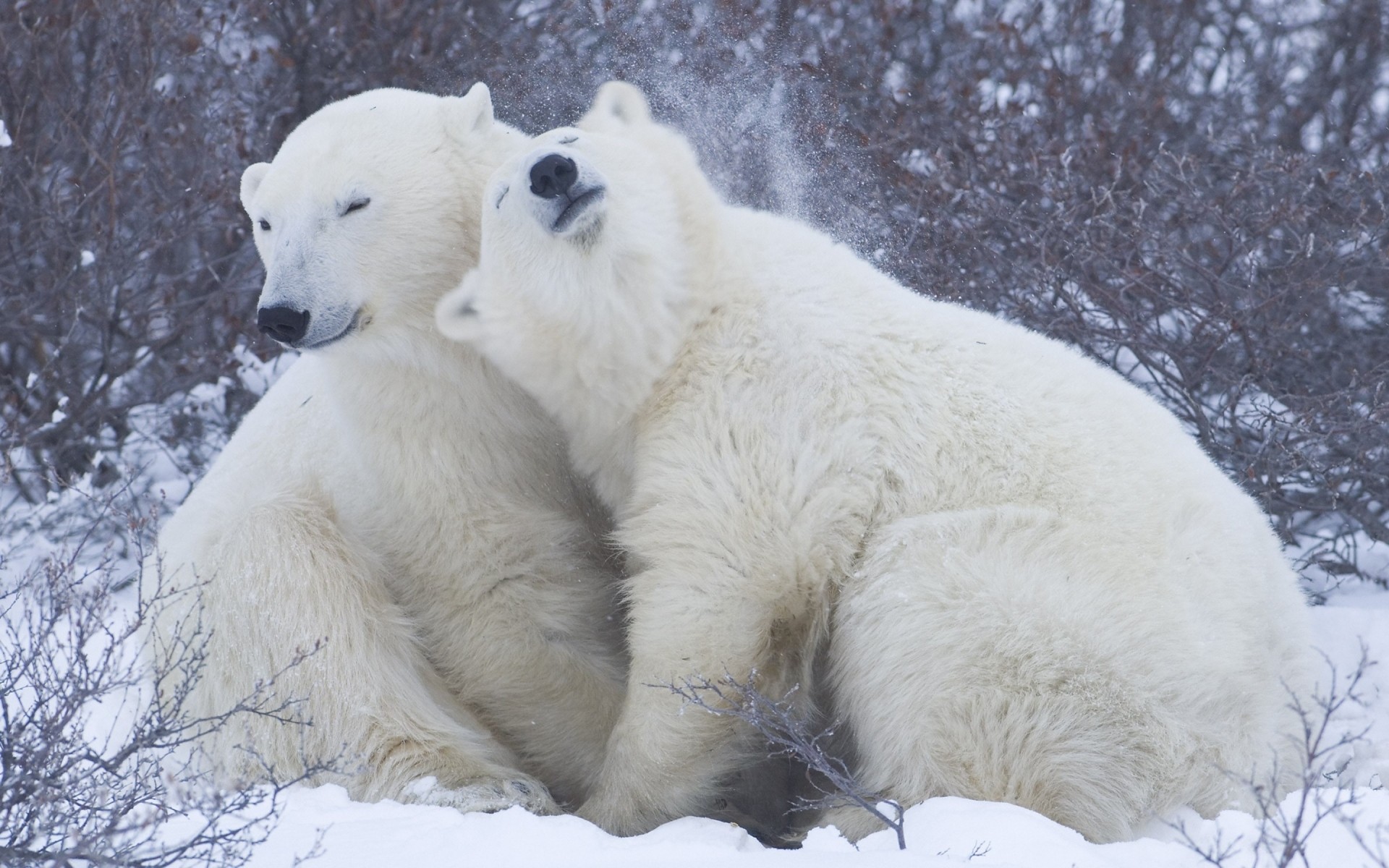 animaux givré neige hiver polaire mammifère glace froid la nature la faune à l extérieur la toundra sauvage fourrure ours polaire ours polaire ours