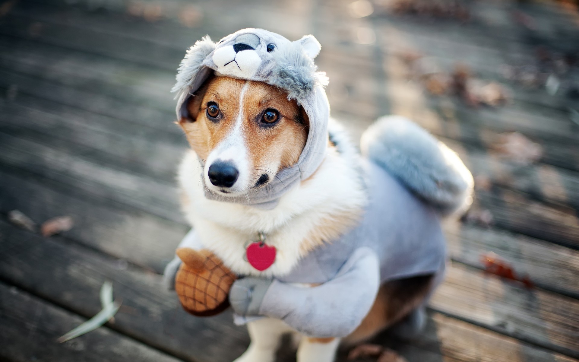 cães cão retrato bonito animal de estimação mamífero cinegrafista filhote de cachorro bonito cão engraçado