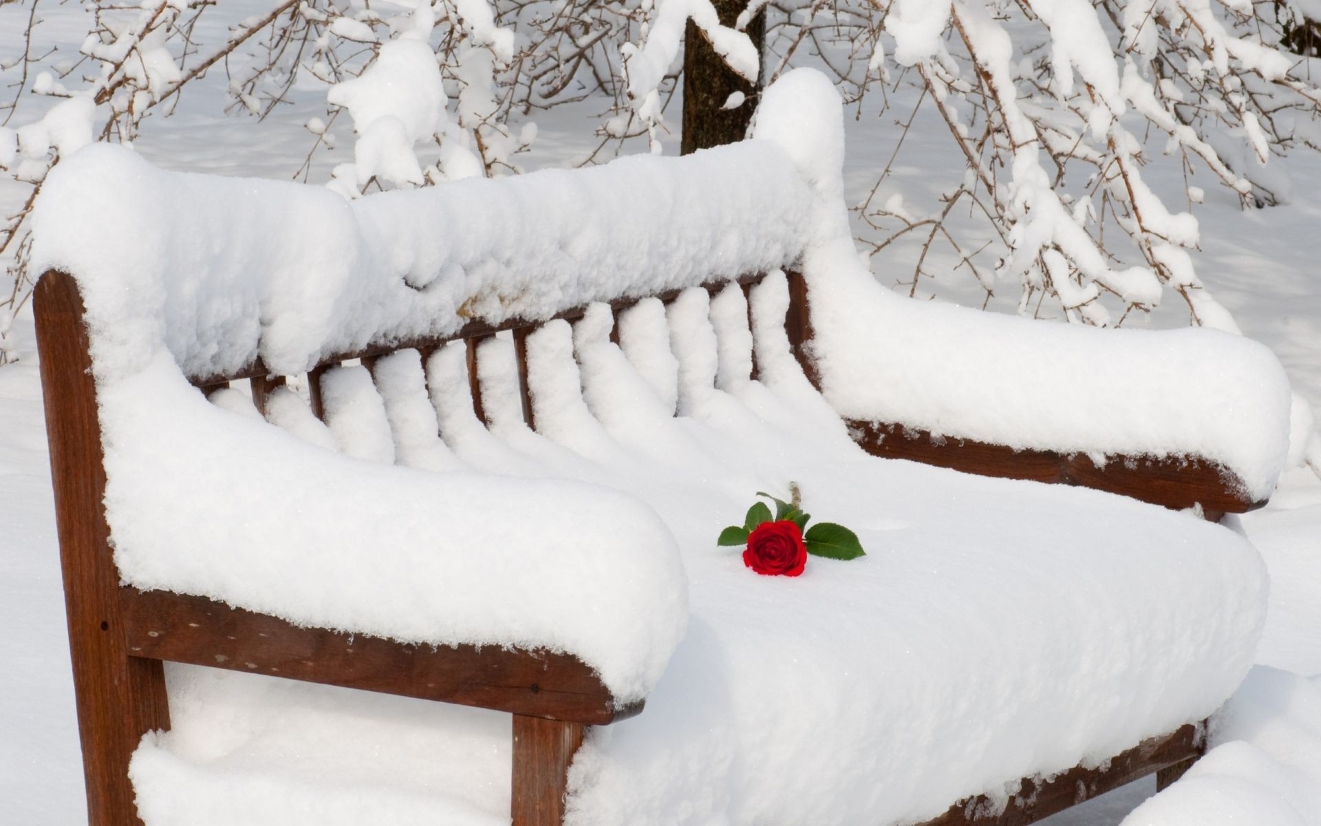 fleurs sur la neige neige hiver froid gel noël bois glace congelé neige-blanc saison