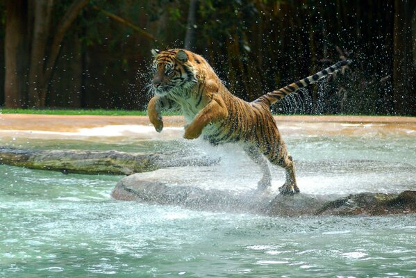 Tiger jumps into the water