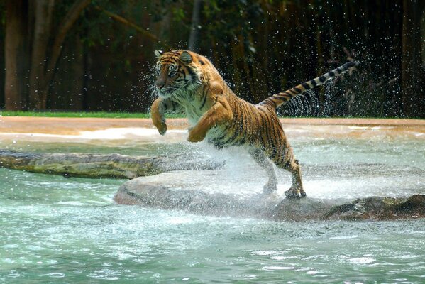 La tigre salta in acqua