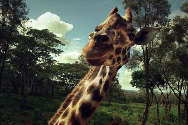 Giraffe neck macro surprise delight animal encounter