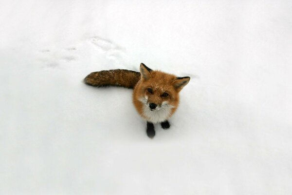 Zorro en medio de la nieve