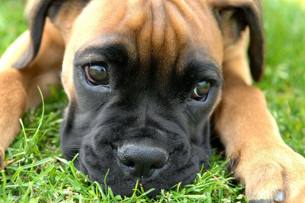 Üzgün köpek efendisini bekliyor