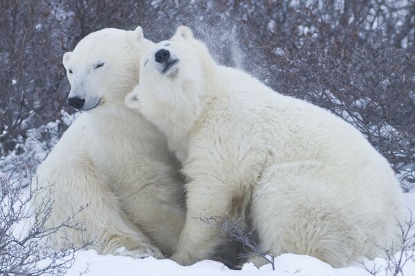 Dois ursos polares na neve no inverno