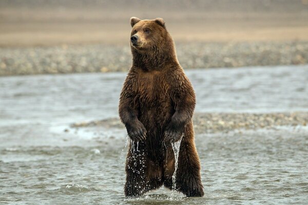 Orso bruno in acqua in natura