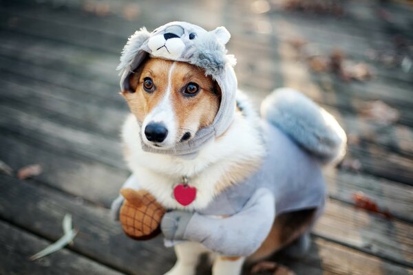 A dog in a kosume in a koala costume