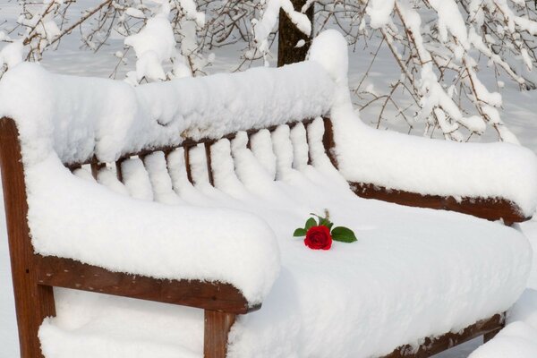 Invierno frío, flores en la nieve