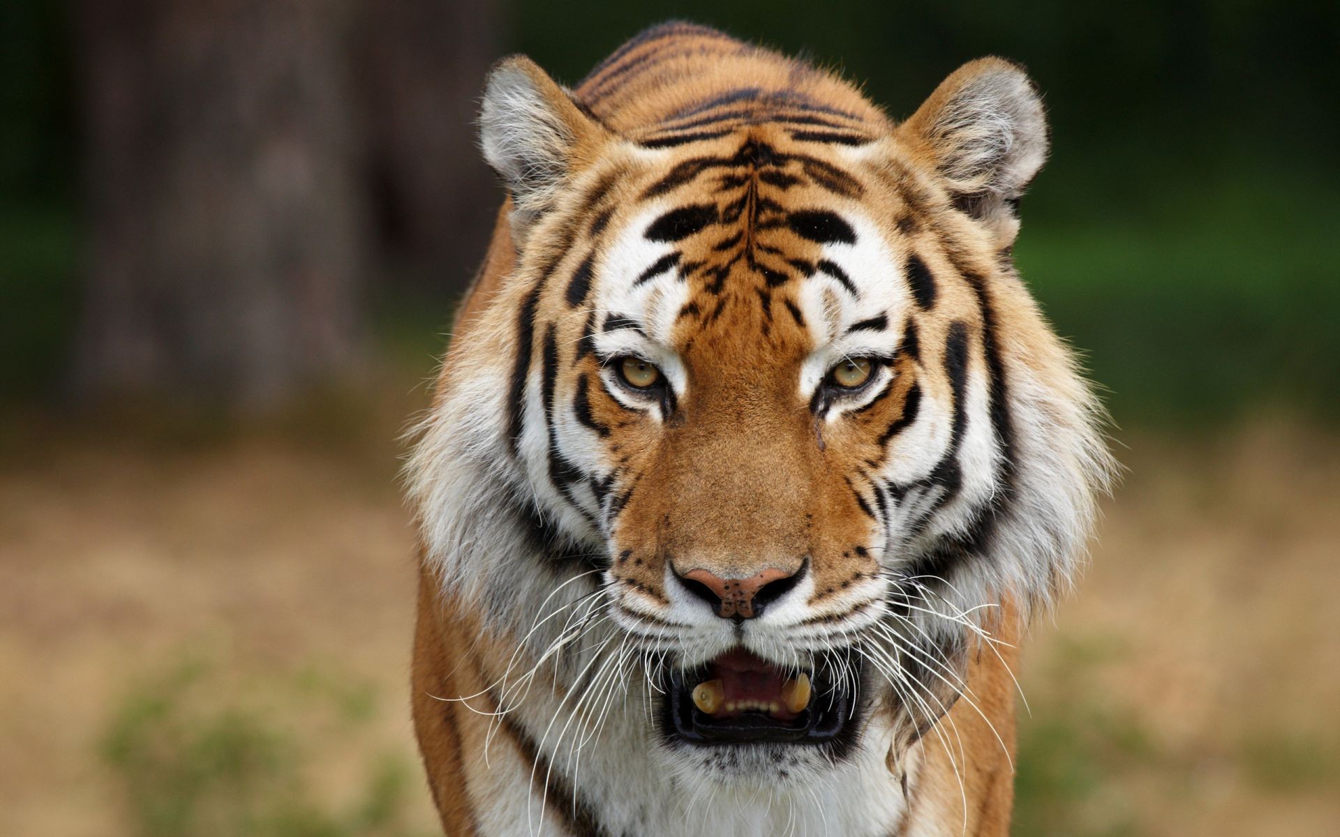 tygrysy dzika przyroda zwierzę kot ssak drapieżnik dziki tygrys mięsożerca myśliwy niebezpieczeństwo duży natura polowanie safari futro zoo dżungla portret