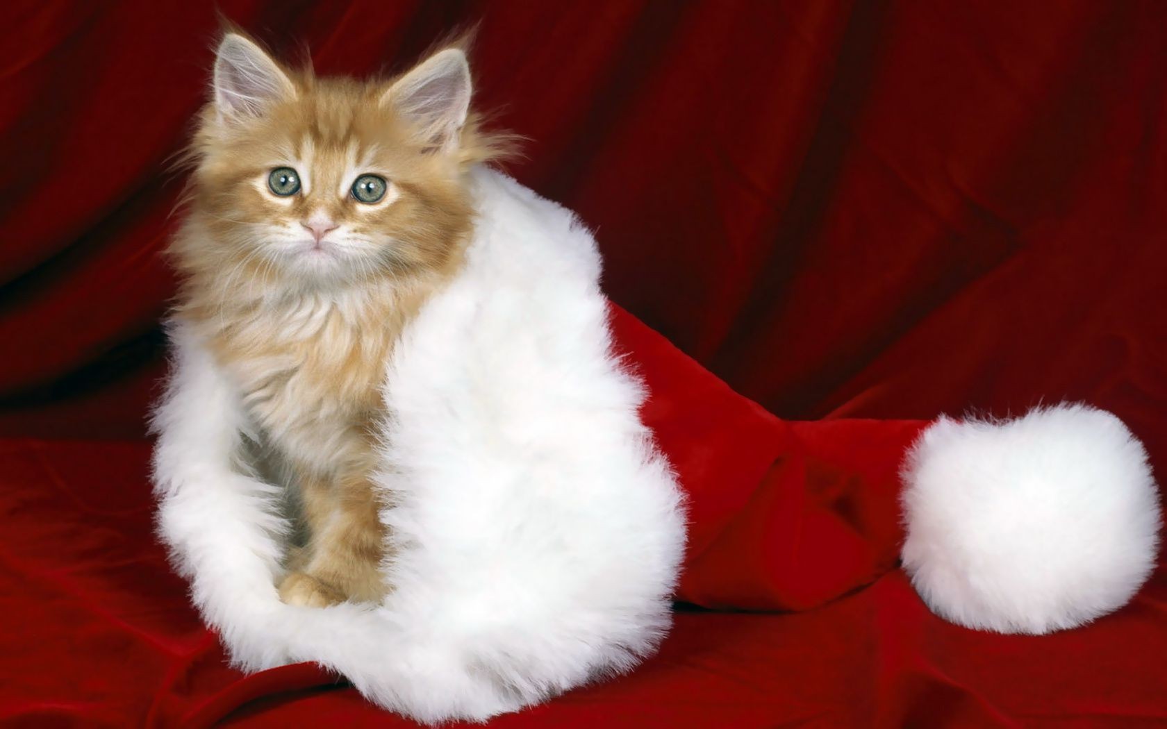 new year fur cat mammal christmas downy pet cute portrait one