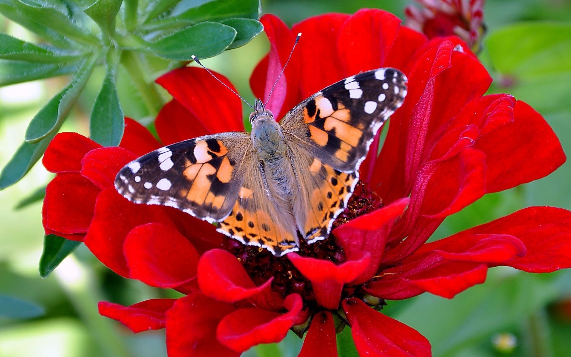 blumen schmetterling natur insekt garten blume sommer flora farbe blatt flügel hell schön im freien blumen saison schließen sanft tier eine