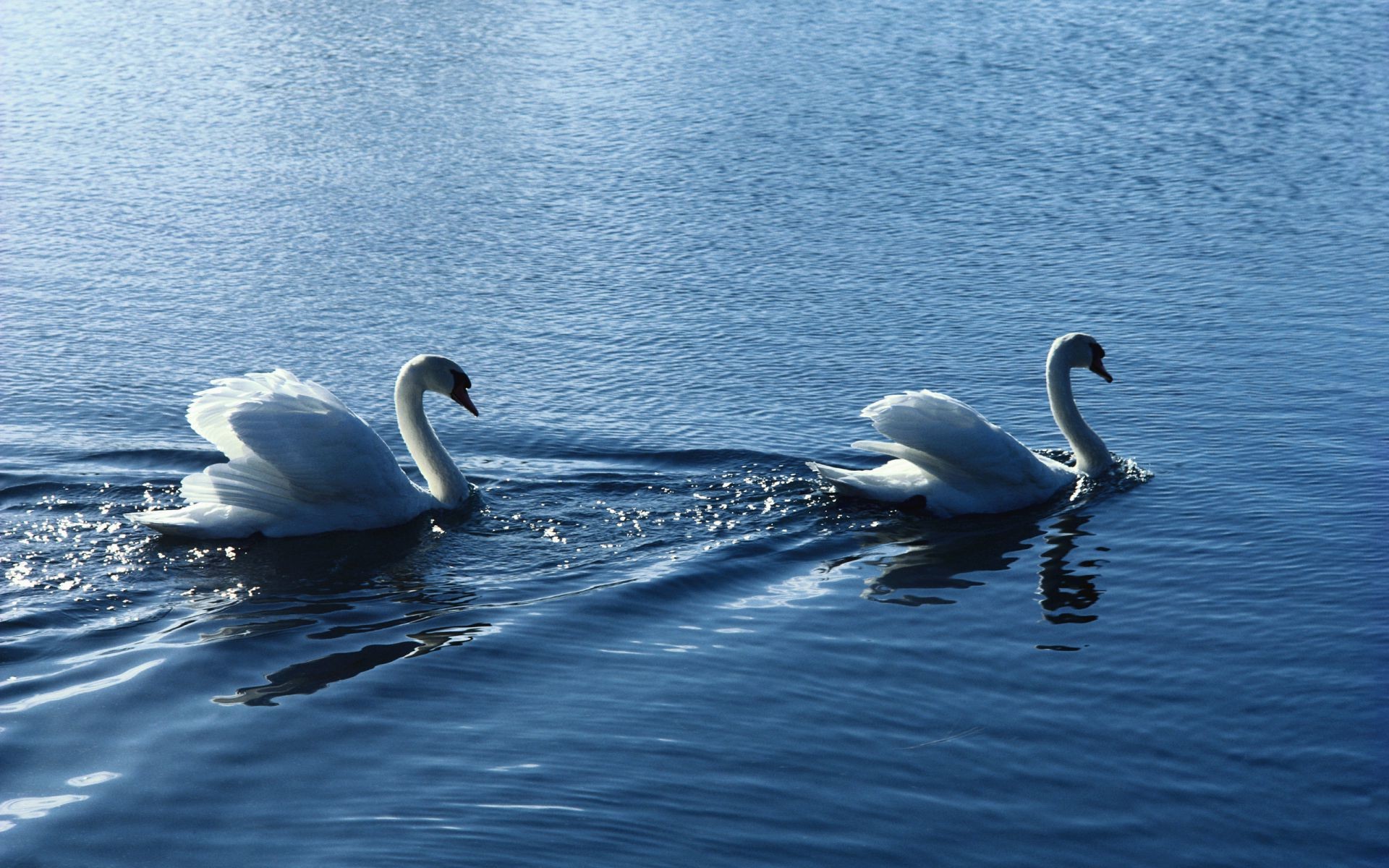 animales cisne agua pájaro lago naturaleza natación reflexión aves acuáticas piscina sangre fría hermosa pluma al aire libre vida silvestre verano amanecer cuello mundo