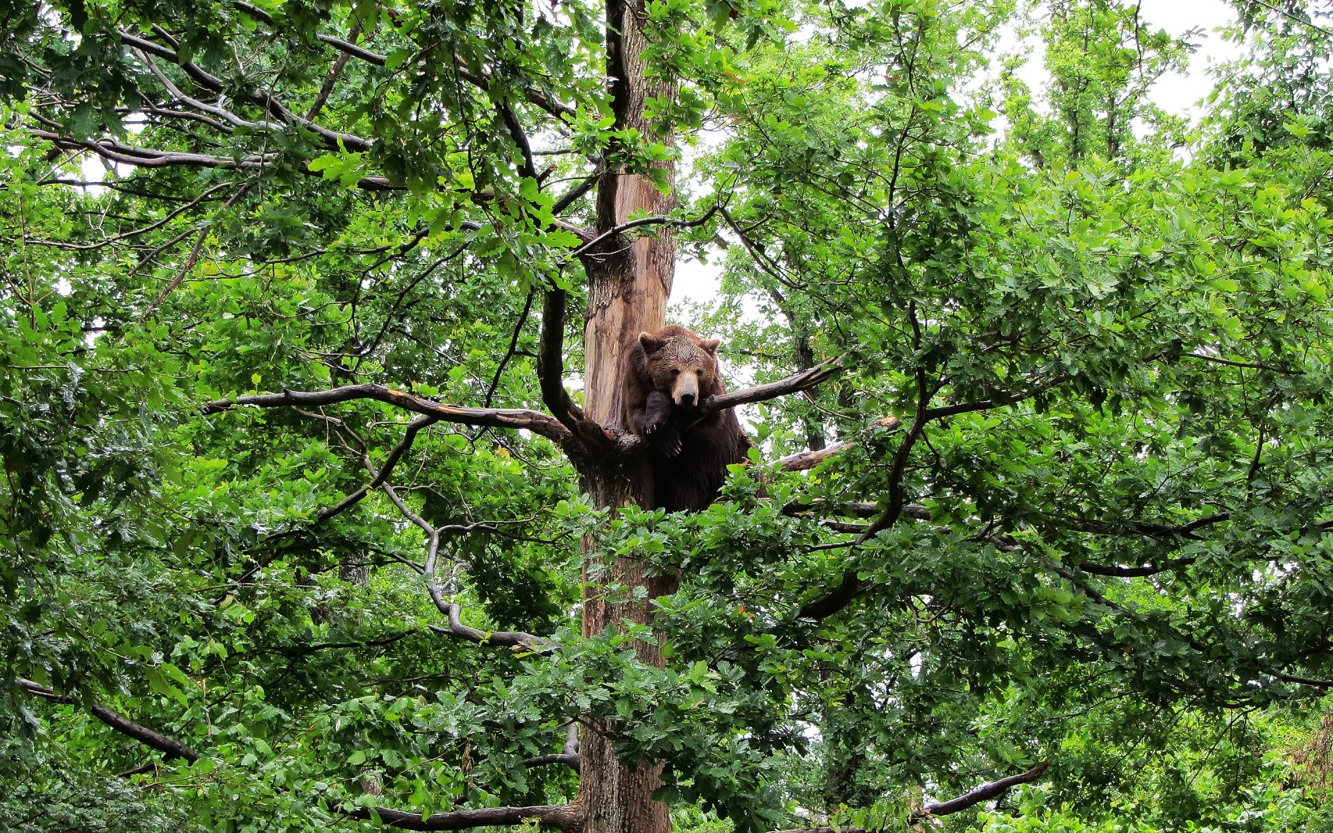 tiere holz holz natur blatt umwelt landschaft park im freien flora sommer wild zweig reisen tragen