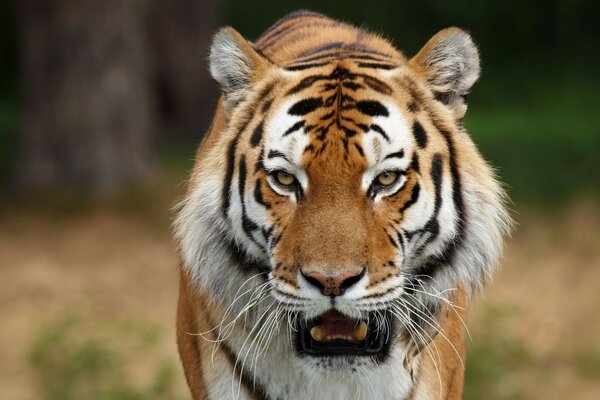 Ritratto di una tigre in natura