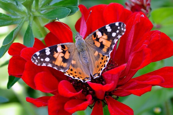 La mariposa se sienta en una flor roja